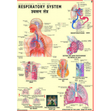 Charts Human Physiology